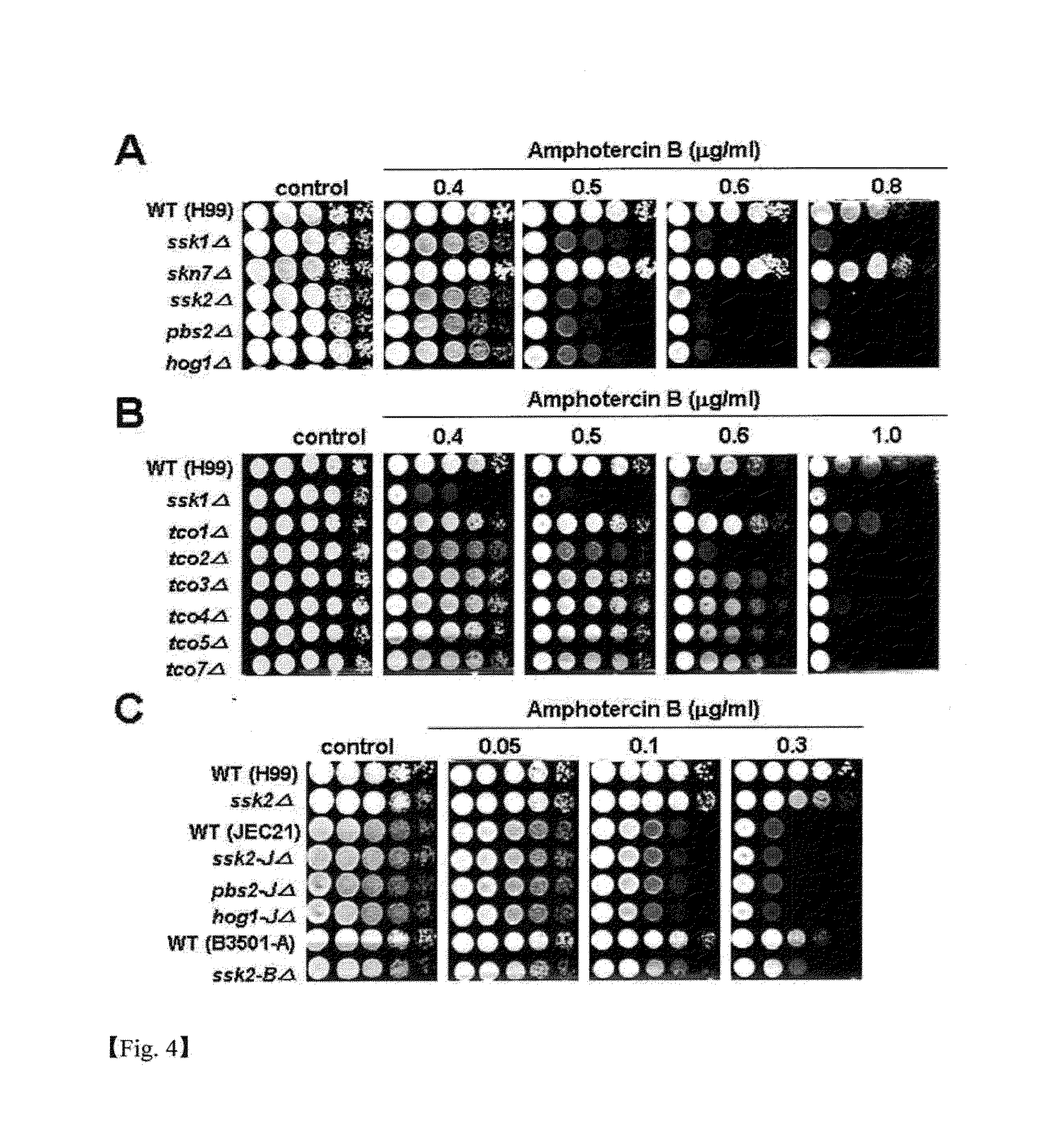 USE OF THE GENES IN THE HOG, Ras AND cAMP PATHWAY FOR TREATMENT OF FUNGAL INFECTION