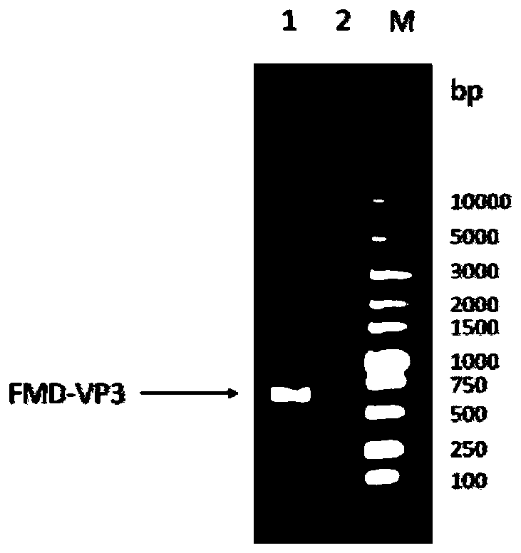 Novel genetically-engineered subunit vaccine to foot-and-mouth disease virus O