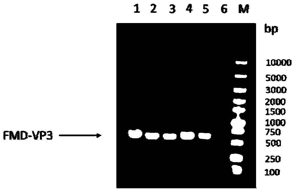 Novel genetically-engineered subunit vaccine to foot-and-mouth disease virus O