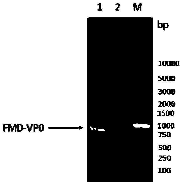 Novel genetically-engineered subunit vaccine to foot-and-mouth disease virus O