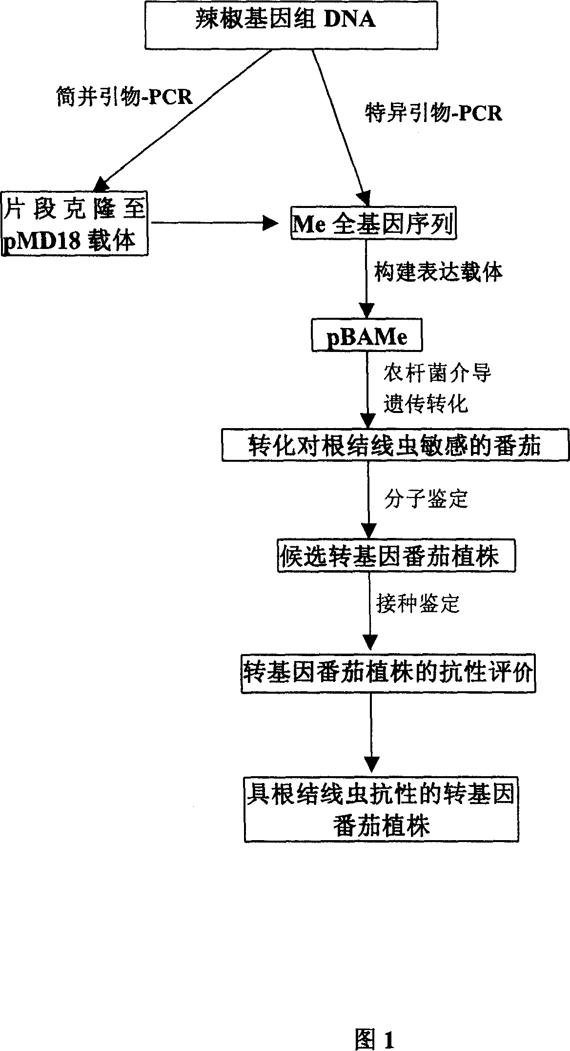 Cloning of gene against meloidogyne of capsicum and application thereof