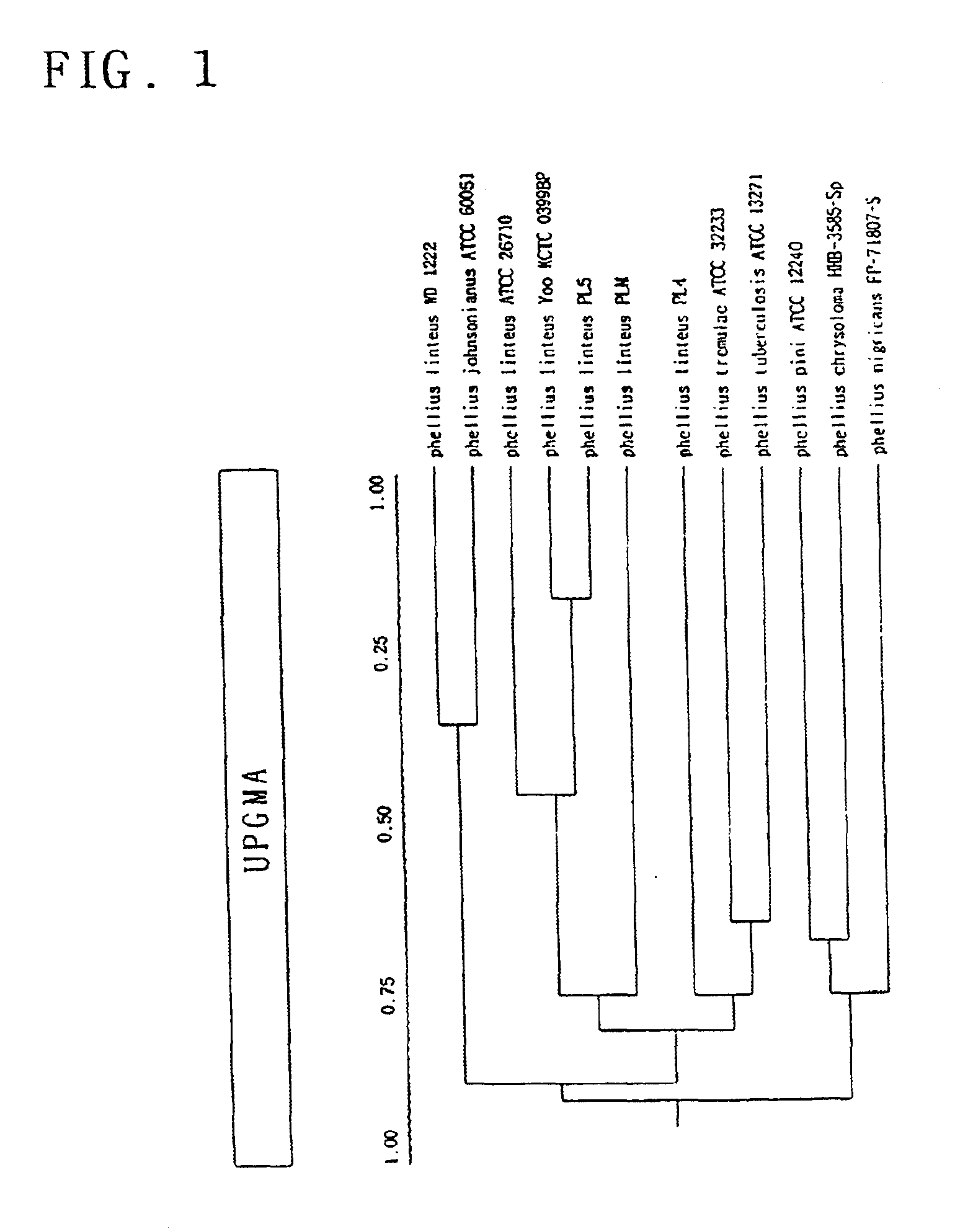 Immuno-stimulating polysaccharide substance from Phellinus spp. strain and use thereof