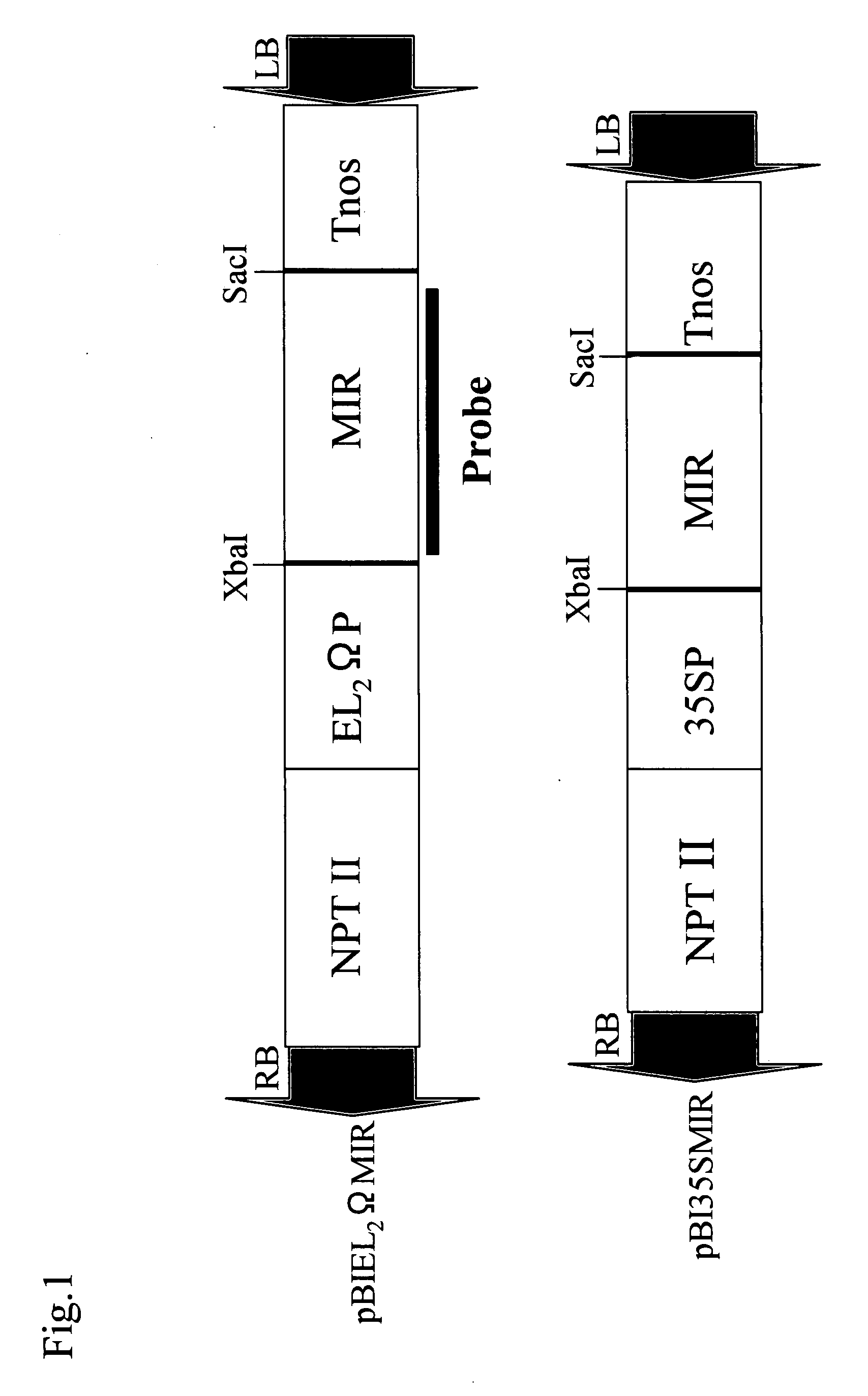 Method for Producing Genetically Modified Plant Expressing Miraculin