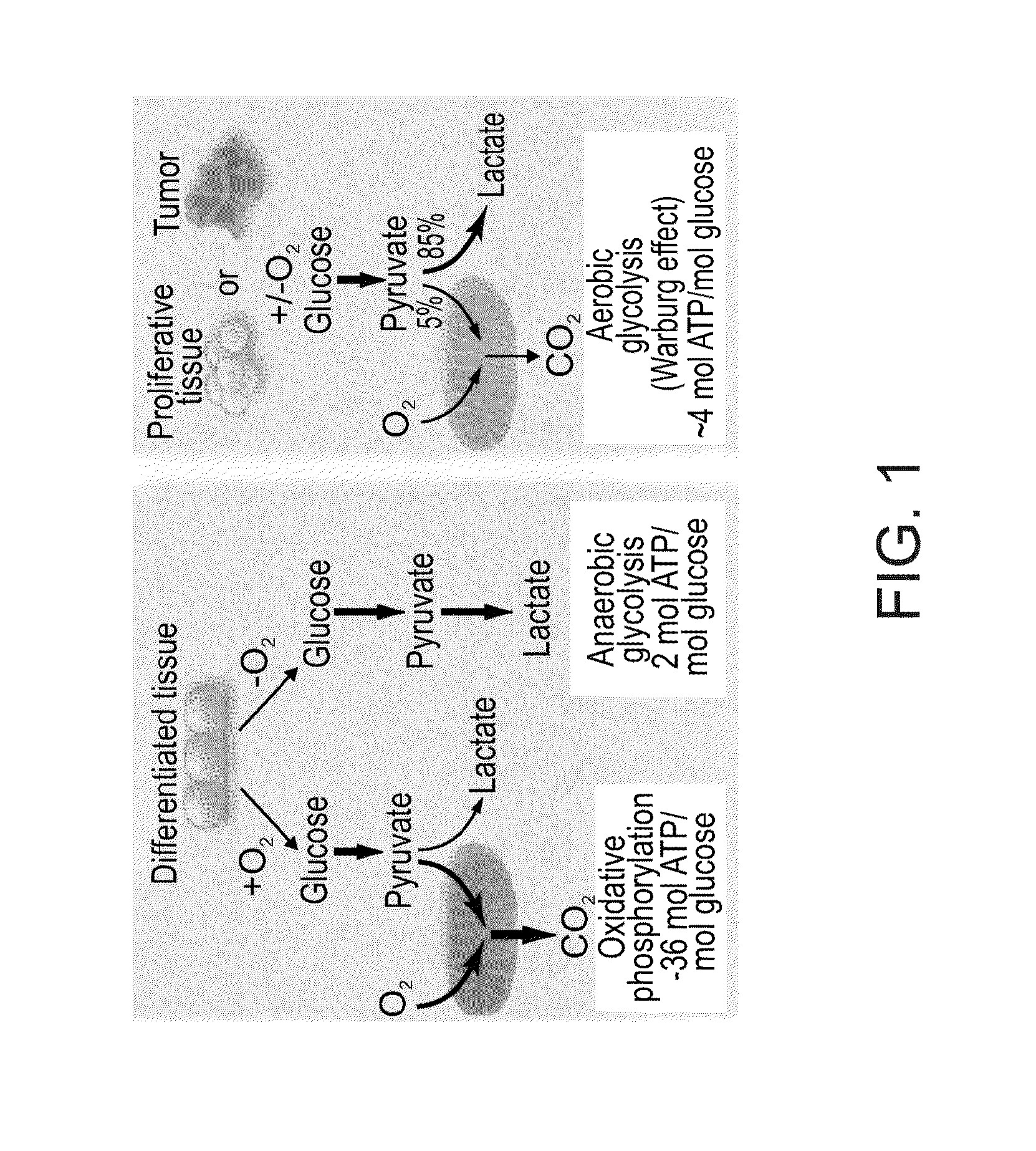 Methods of monitoring and analyzing metabolic activity profiles diagnostic and therapeutic uses of same