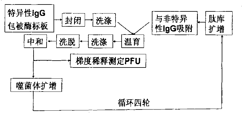 H3 type flu virus hemagglutinin space conformation simulation antigen epitope and application thereof