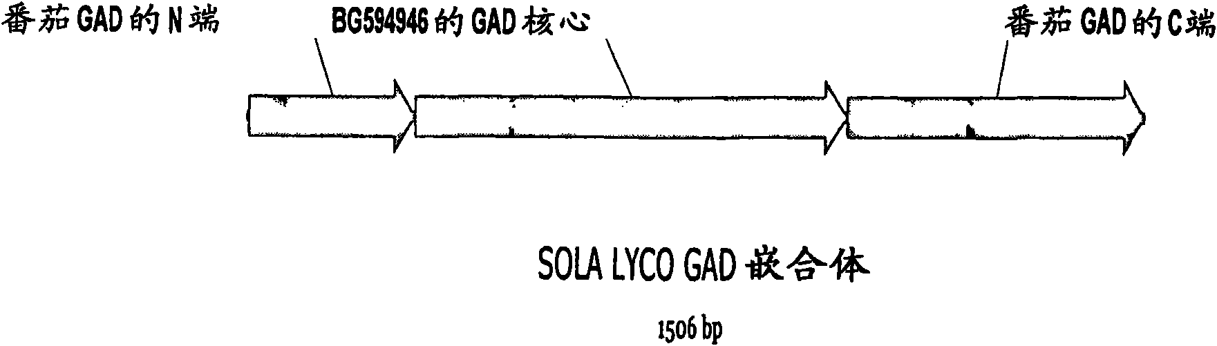 Process for the production of gamma-aminobutyric acid