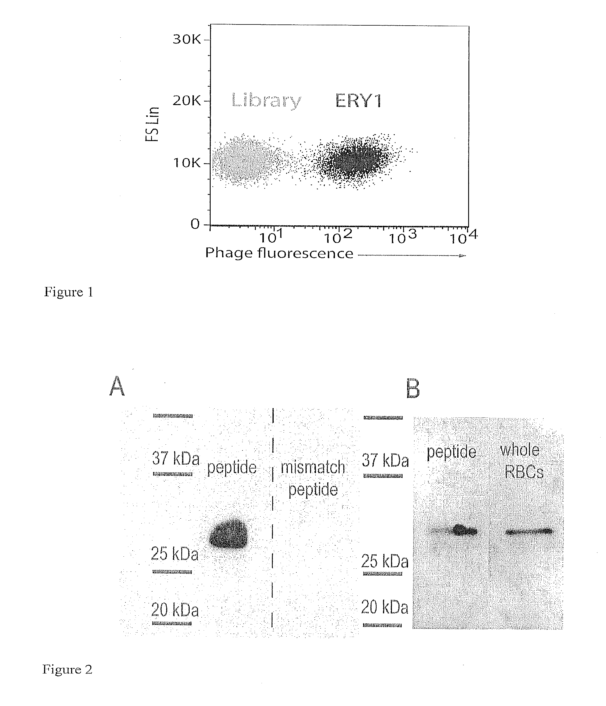 Compositions for generating immune tolerance by targeting erythrocytes