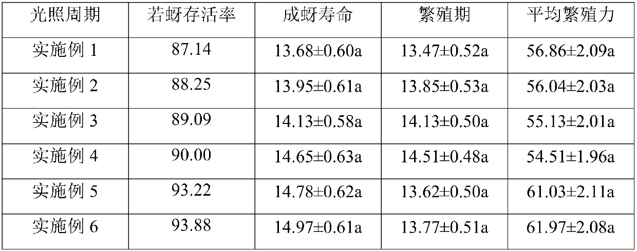 Corn aphid breeding method suitable for breeding aphid-eating gall midges and application thereof