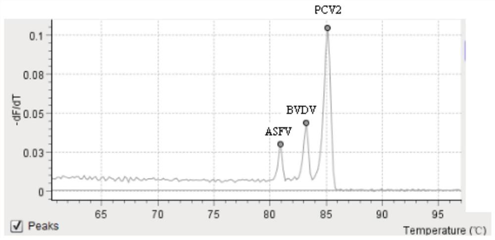 Primer for rapidly detecting exogenous virus in porcine pseudorabies live vaccine and application of primer in kit