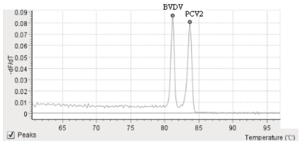 Primer for rapidly detecting exogenous virus in porcine pseudorabies live vaccine and application of primer in kit