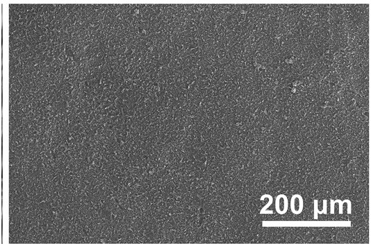 High-performance anti-scaling modified filter cloth for vacuum filter and preparation method of high-performance anti-scaling modified filter cloth