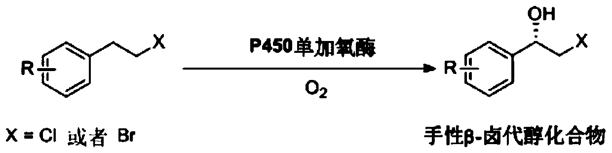 Deinococcus radiodurans-derived P450 monooxygenase mutant and application thereof