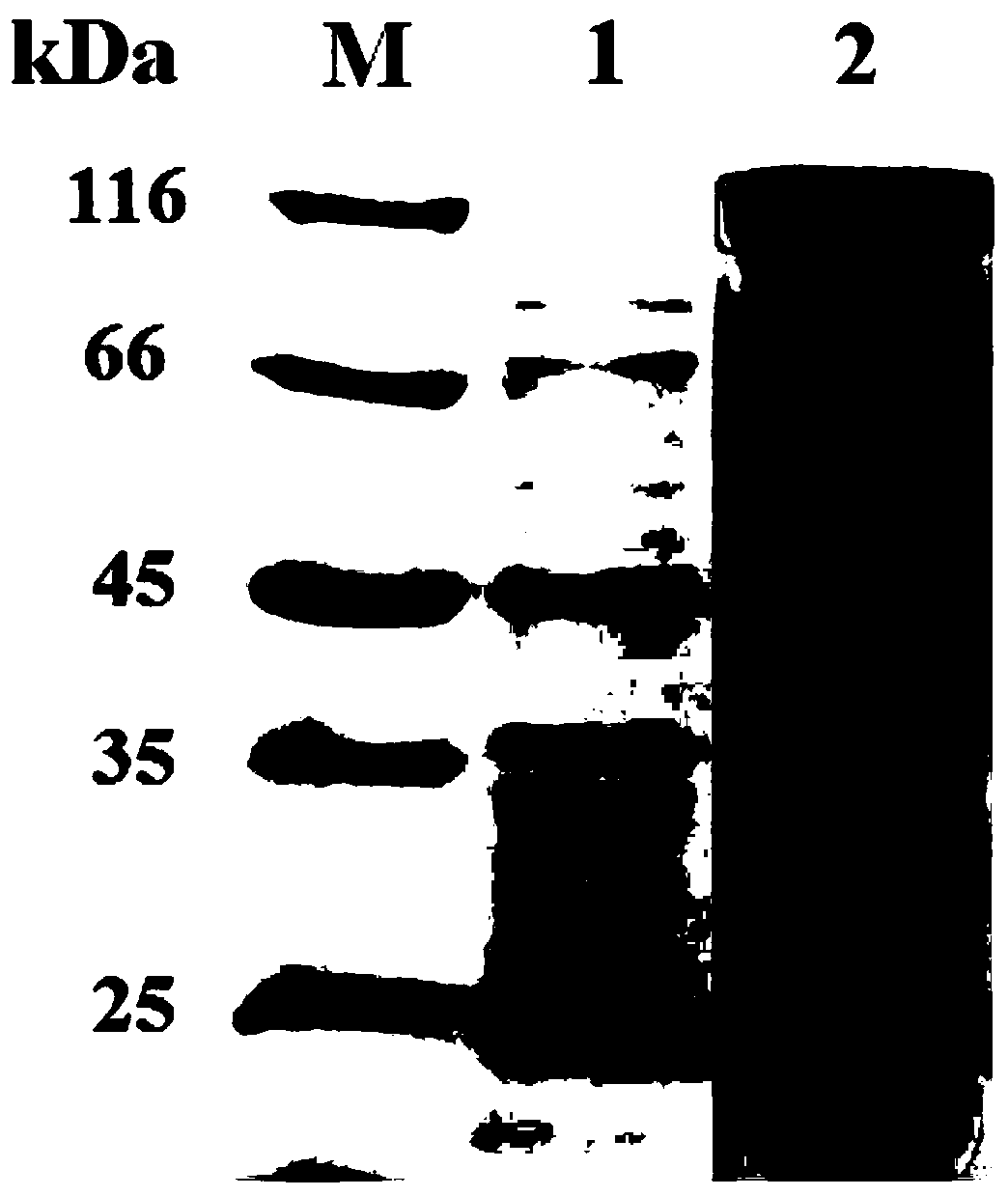 Deinococcus radiodurans-derived P450 monooxygenase mutant and application thereof