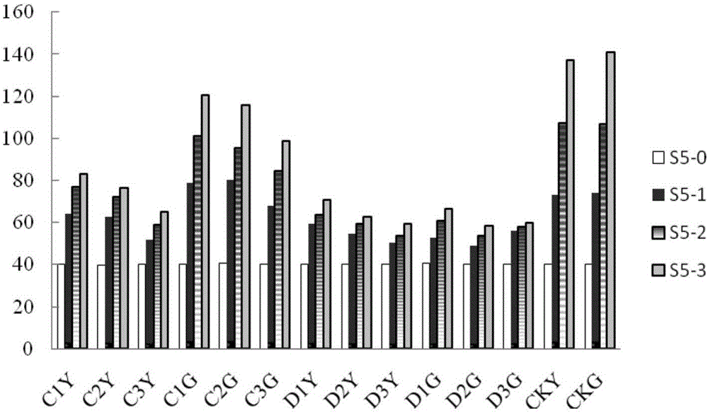 Growth retardant treatment based potted drumstick tree dwarfing and fertilizing method