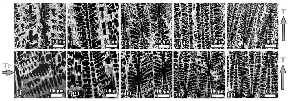 Method for growing atypical tertiary dendrites in directionally solidified peritectic alloy