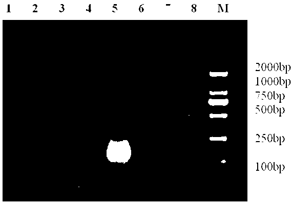 Kit and detection method for quickly detecting porcine transmissible gastroenteritis virus by adopting isothermal amplification technology