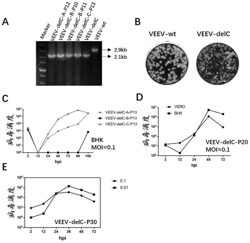 Oncolytic virus based on equine encephalitis virus and application thereof