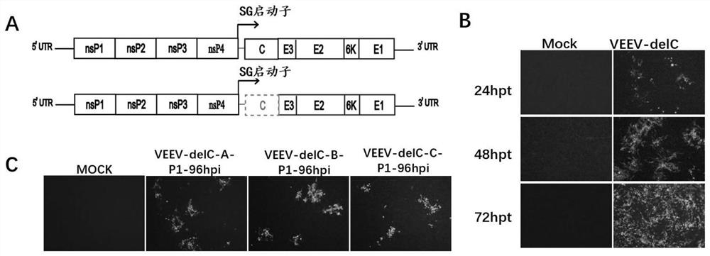 Oncolytic virus based on equine encephalitis virus and application thereof