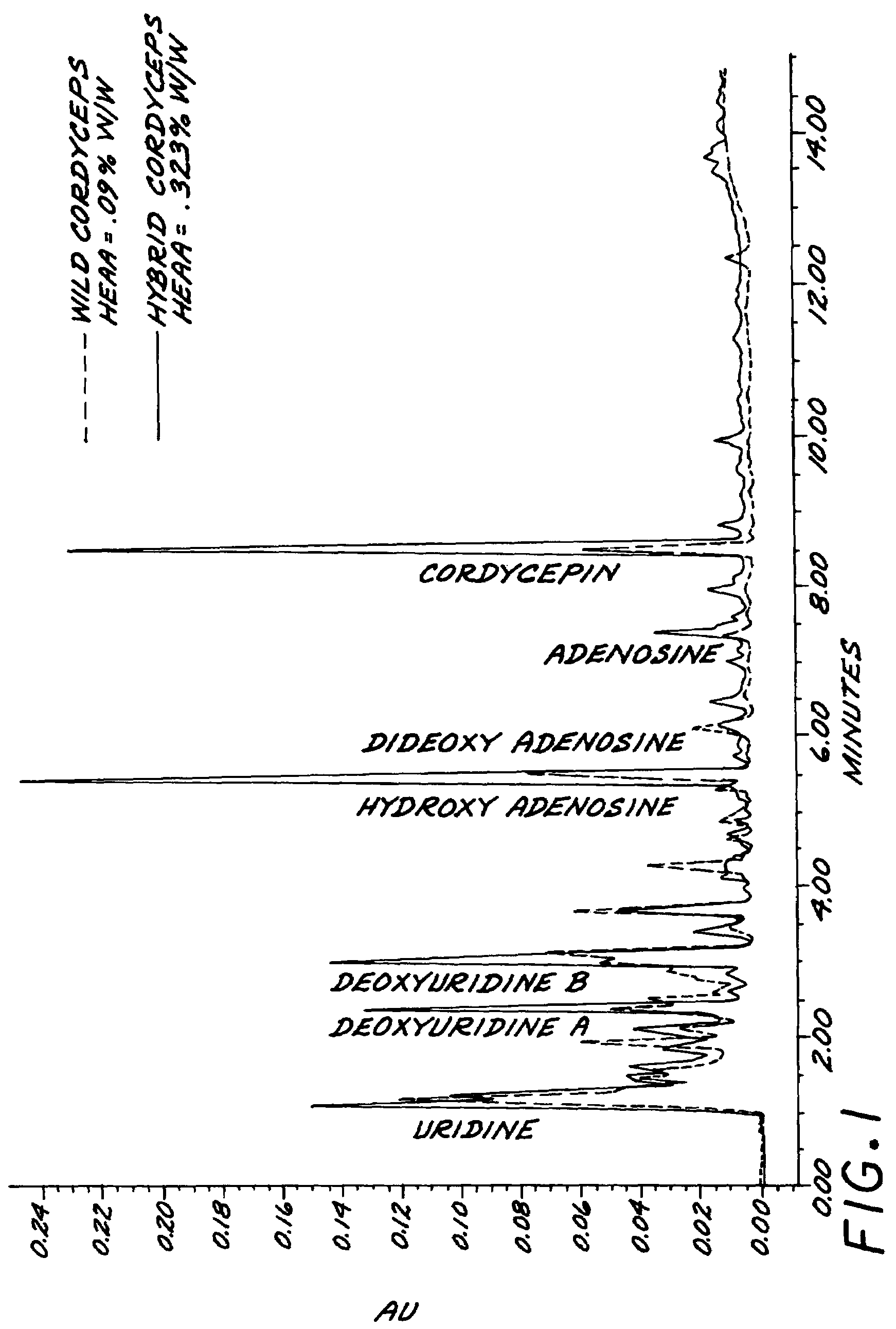 Method for growing Cordyceps sinensis on a substrate and novel method for hybridizing different strains of Cordyceps sinensis