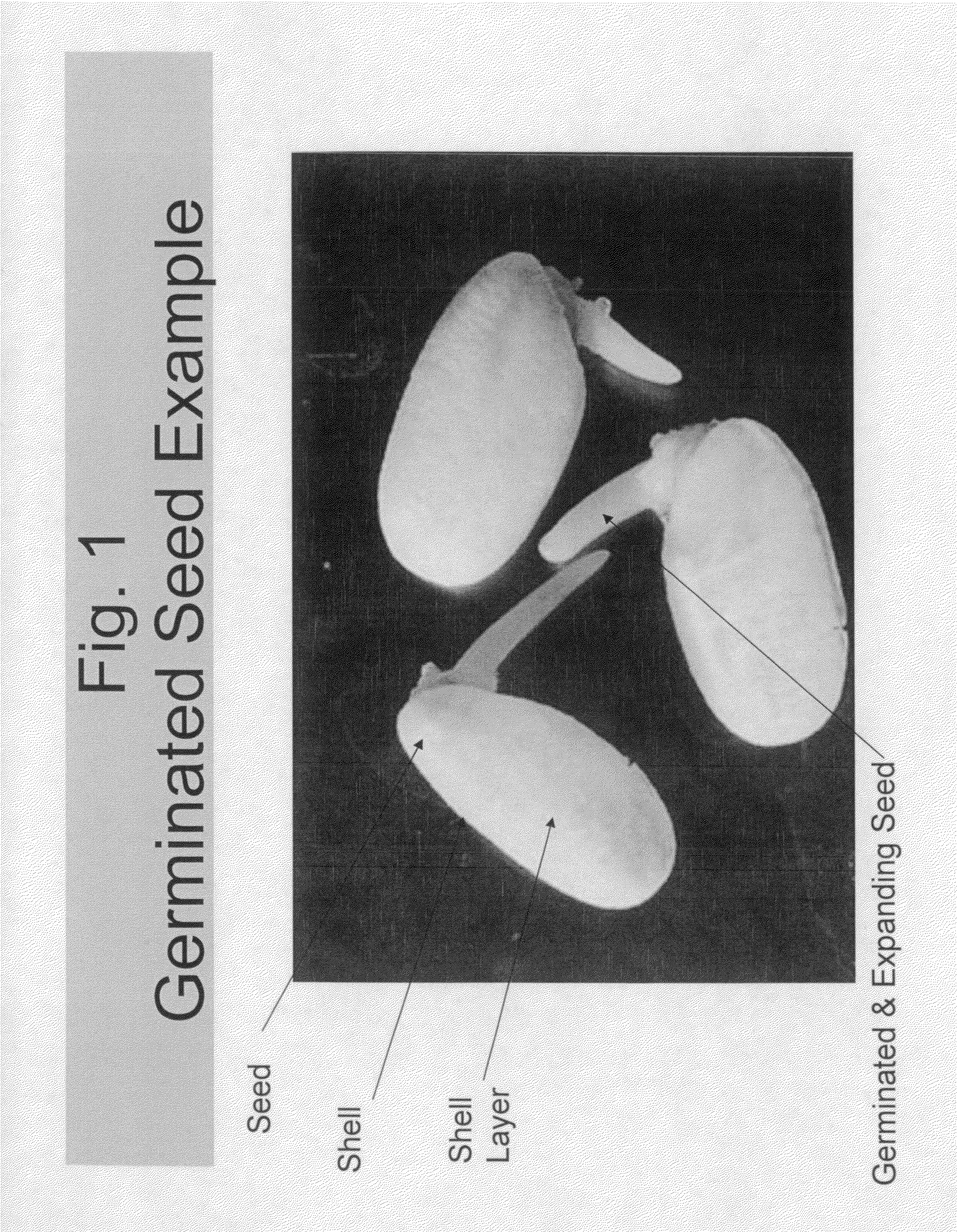 Ultrasonically enhanced seed germination system