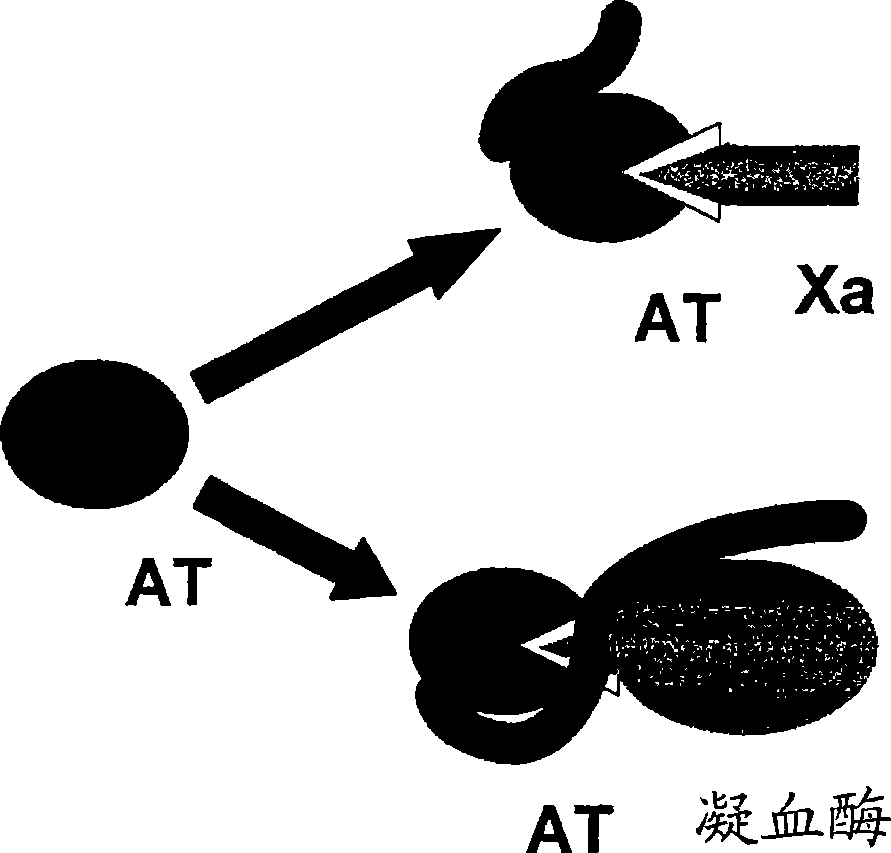 Use of non-catalytic form of heparanase and peptides thereof for reversing the anti-coagulant effects of heparinoids