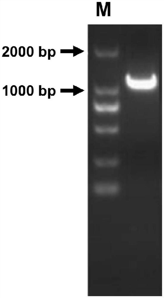 Genome of low porcine backfat thickness and molecular marking method and breeding application