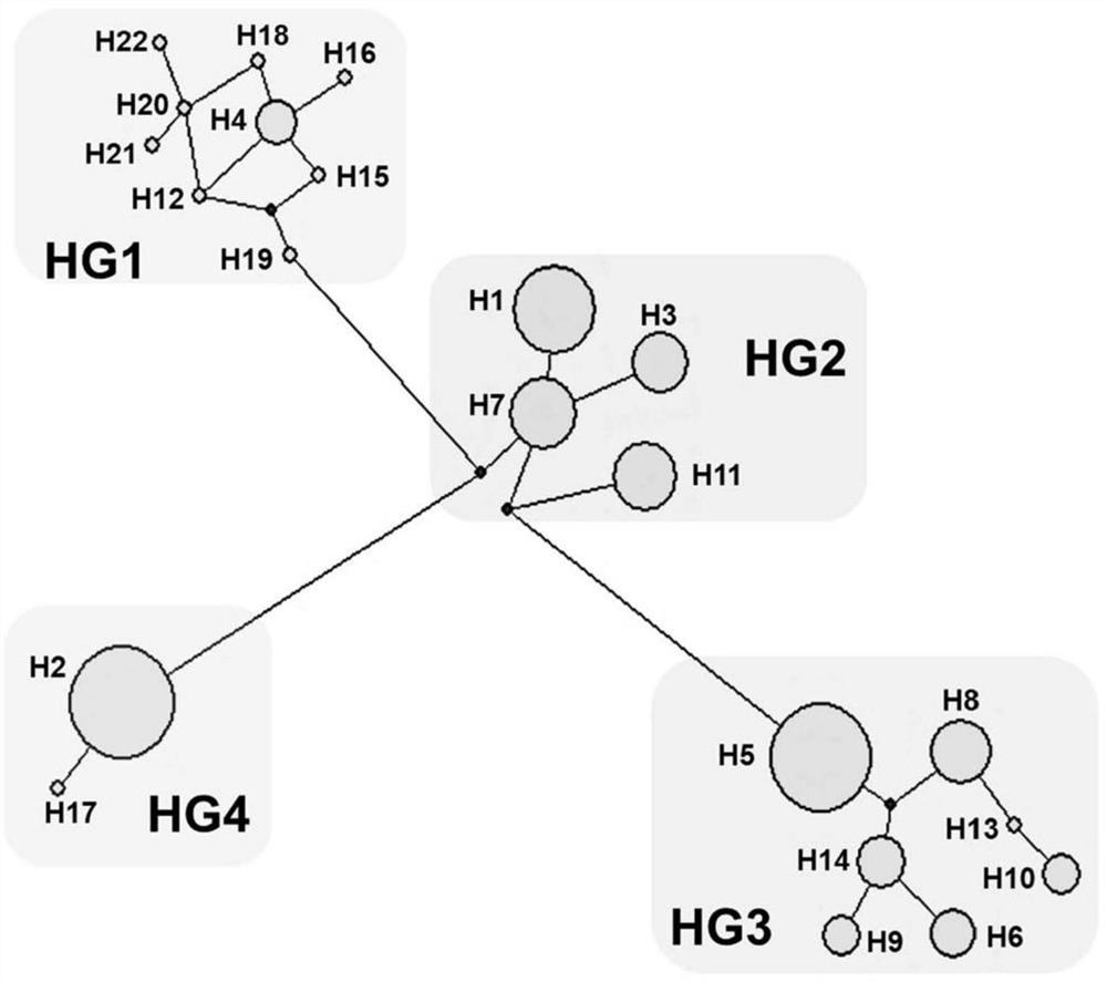 Genome of low porcine backfat thickness and molecular marking method and breeding application