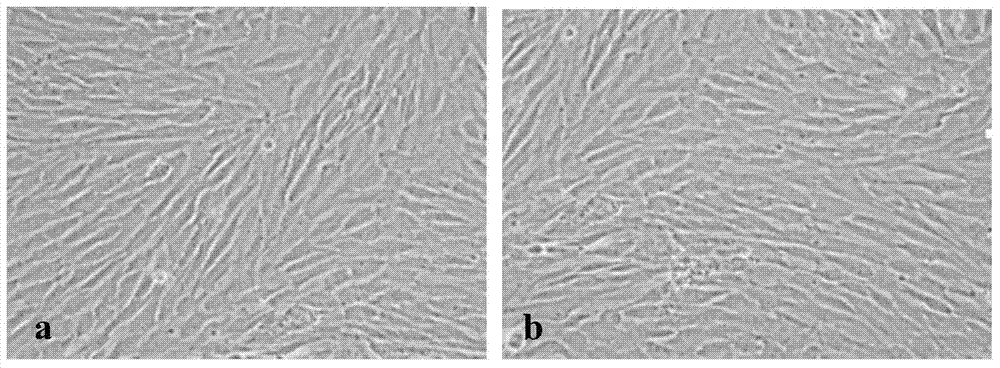 Culture medium for mesenchymal stem cells and large-scale culture method thereof