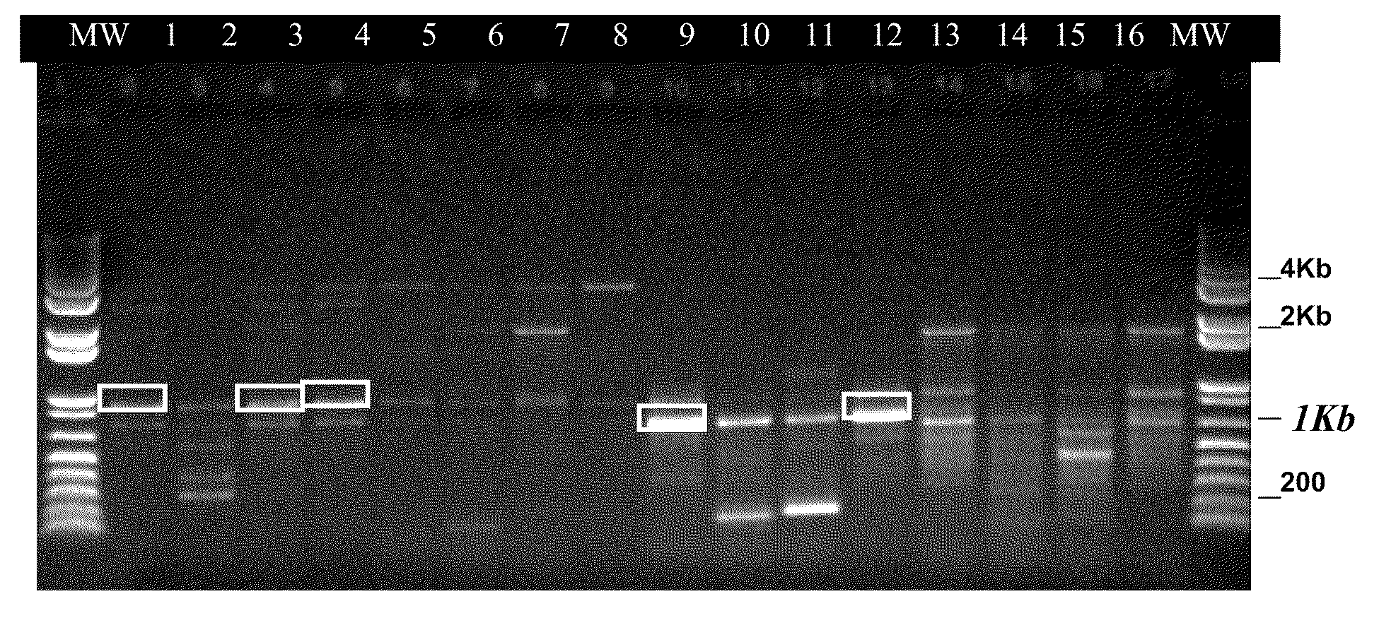 Monkey homolog of human oncostatin m