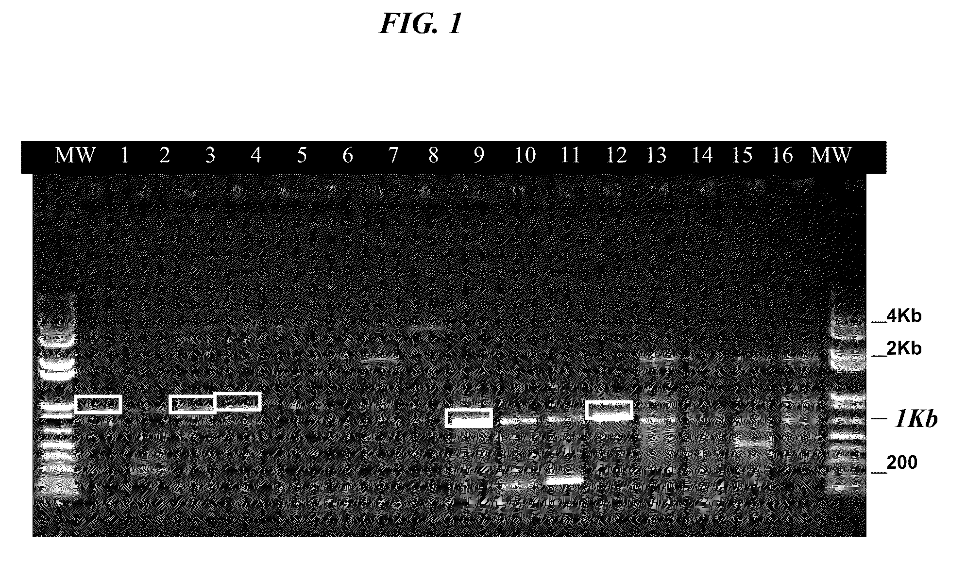 Monkey homolog of human oncostatin m