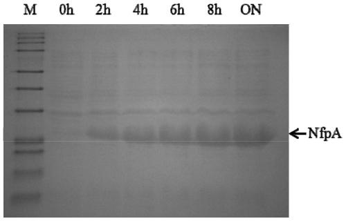 Mutated NfpAB nanopore, test system, manufacturing method and application