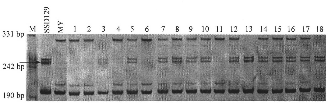 Method by adopting molecular marker-assisted backcross to improve gibberellic disease expansion resistance of wheat