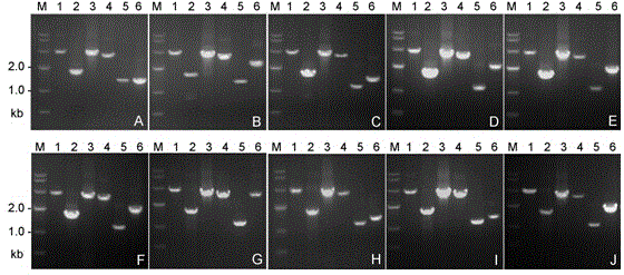 Spider mitochondria genome complete sequence amplification primer and amplification method