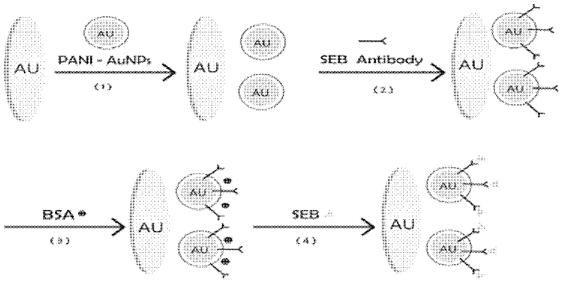 Manufacture method and application of immune sensor based on polyaniline nano-particle composite membrane