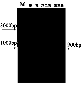 Pseudo attP site in swine genome and application thereof