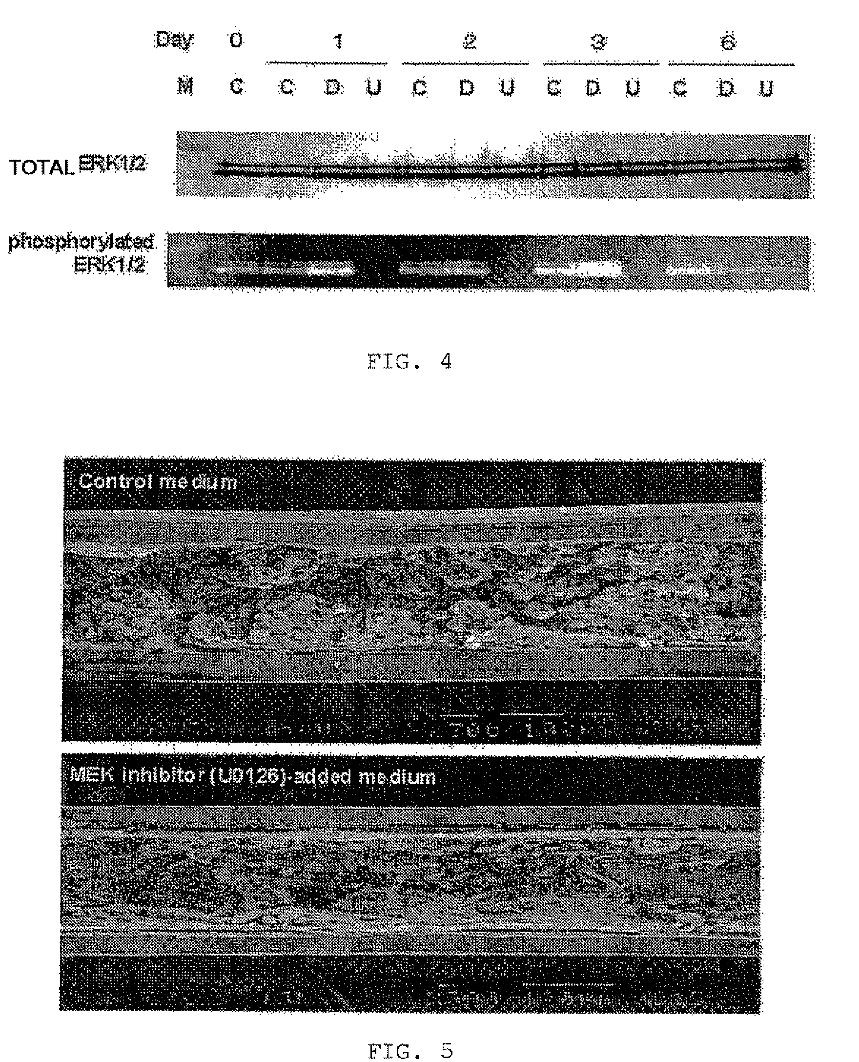 Bioartificial Renal Tubule