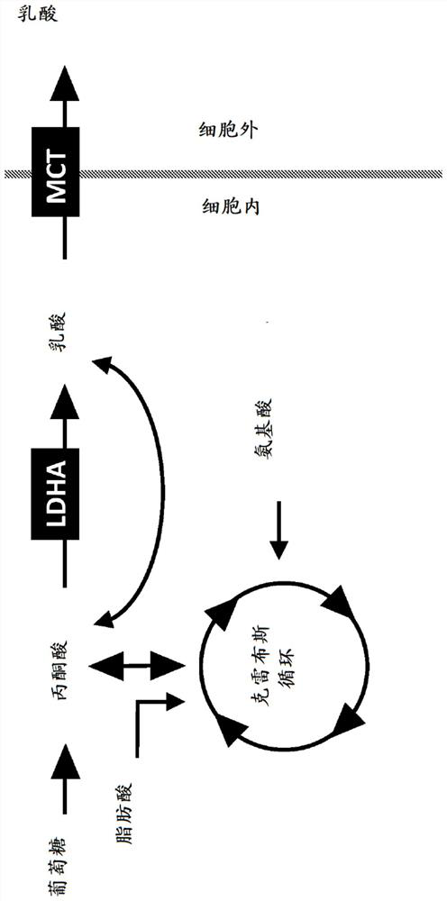 Chimeric receptor polypeptides in combination with trans metabolism molecules modulating intracellular lactate concentrations and therapeutic uses thereof