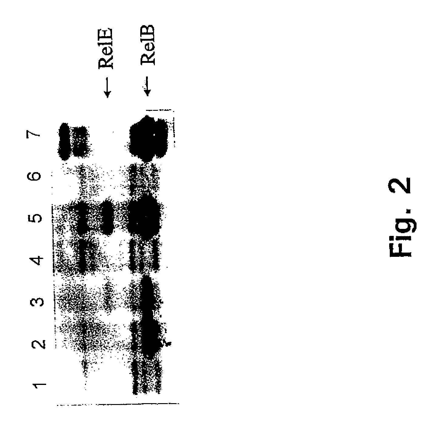 Cytotoxin-based biological containment