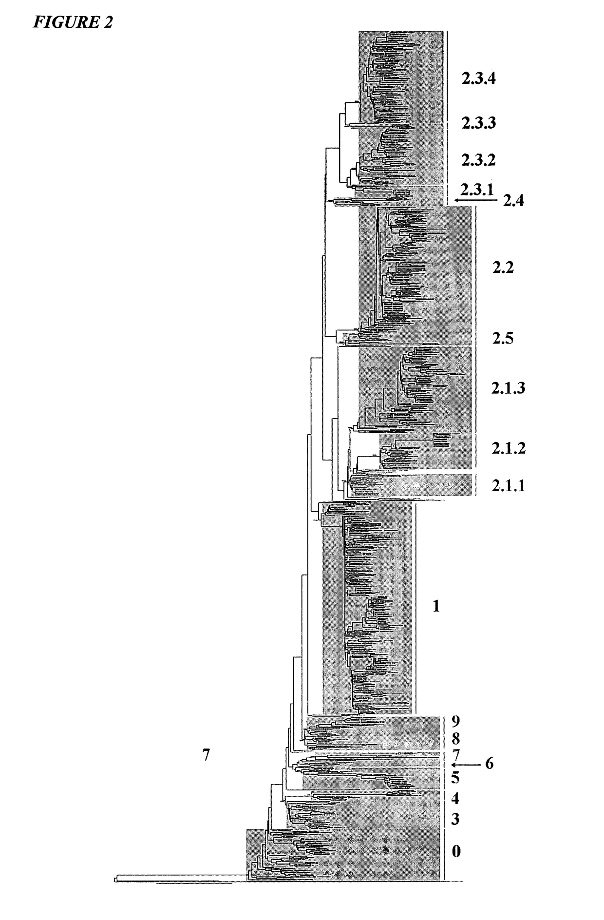 Vaccination with multiple clades of H5 influenza A virus