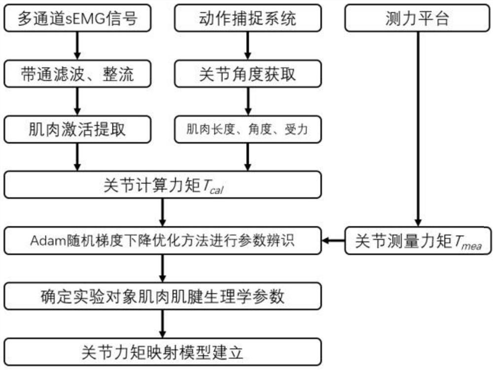 Human body electromyographic signal direct-drive joint torque mapping method