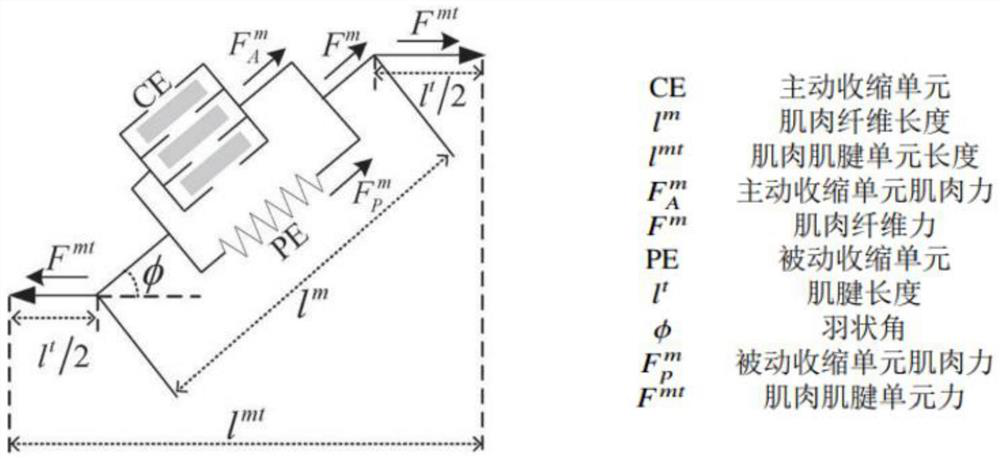 Human body electromyographic signal direct-drive joint torque mapping method