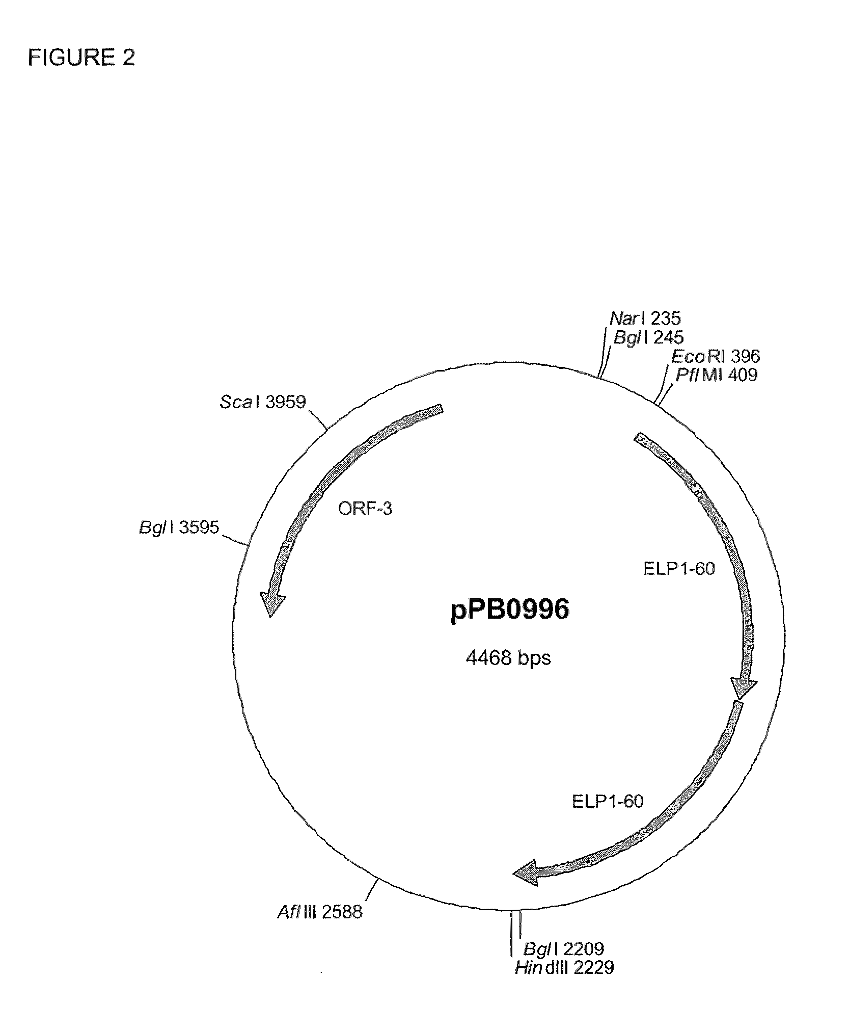 Phenylalanine hydroxylase fusion protein and methods for treating phenylketonuria