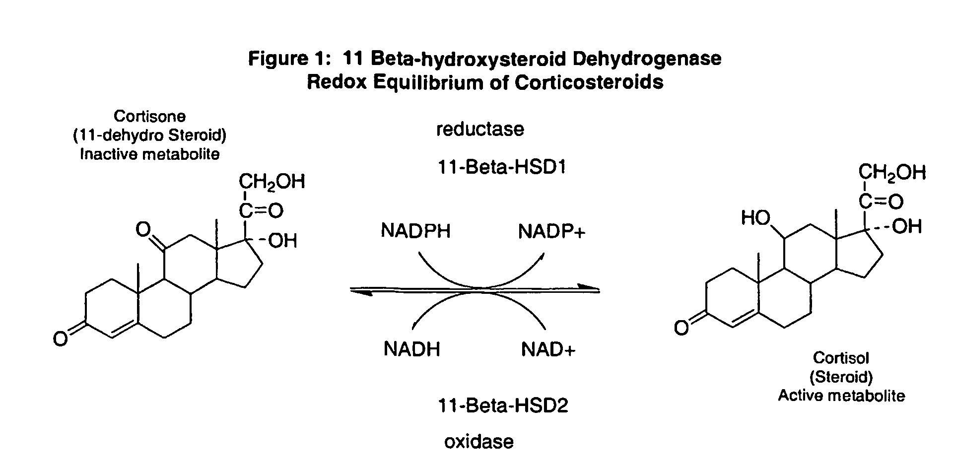 11-Beta-hydroxysteroid dehydrogenase 1 inhibitors useful for the treatment of diabetes, obesity and dyslipidemia