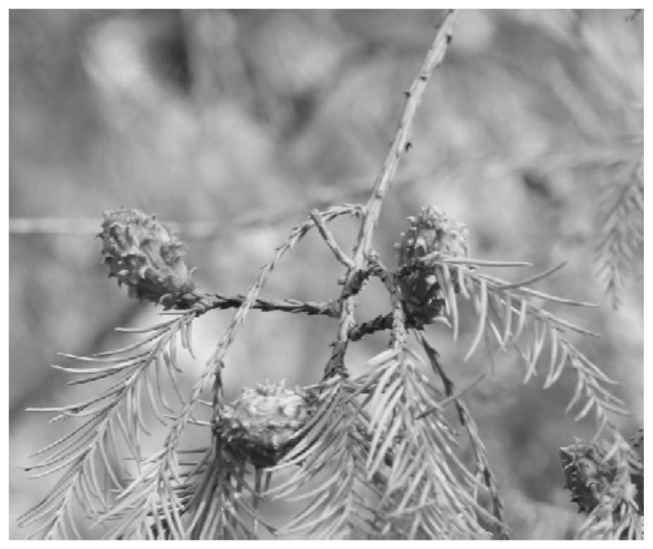 A method for rapidly cultivating Chinese pine seedlings through immature embryos