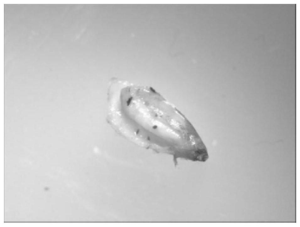 A method for rapidly cultivating Chinese pine seedlings through immature embryos