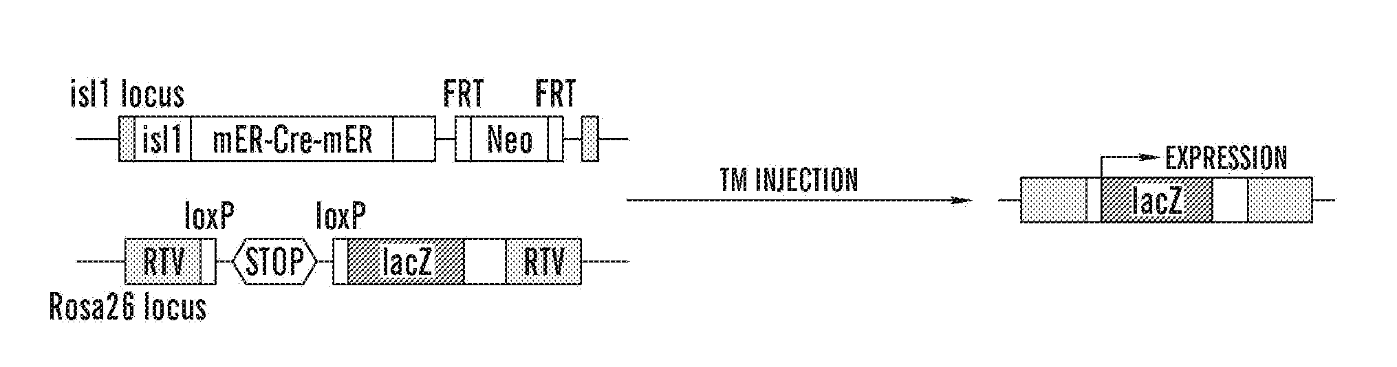 Methods for the induction of a cell to enter the islet 1+ lineage and a method for the expansion thereof