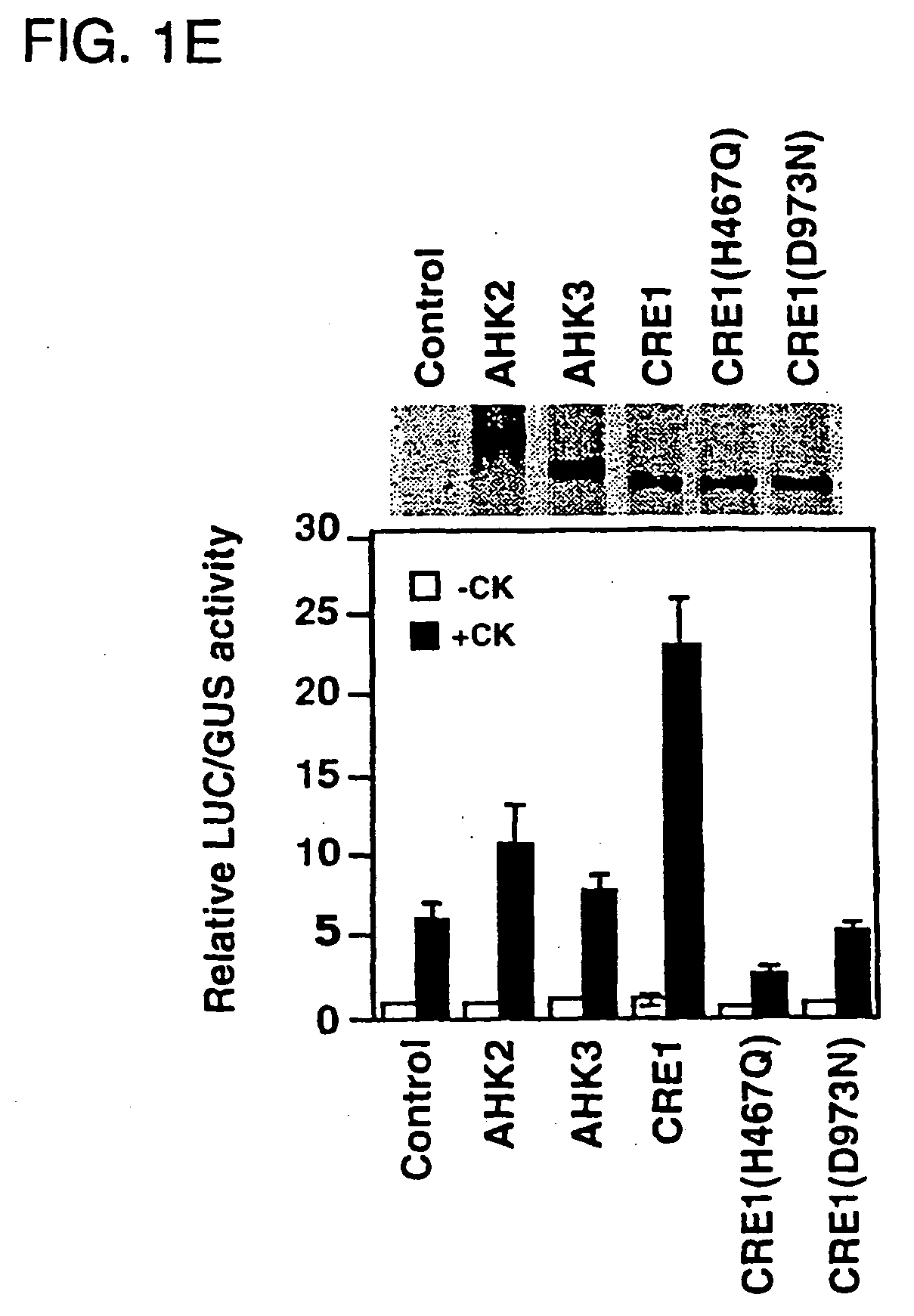 Cytokinin response regulators and uses thereof