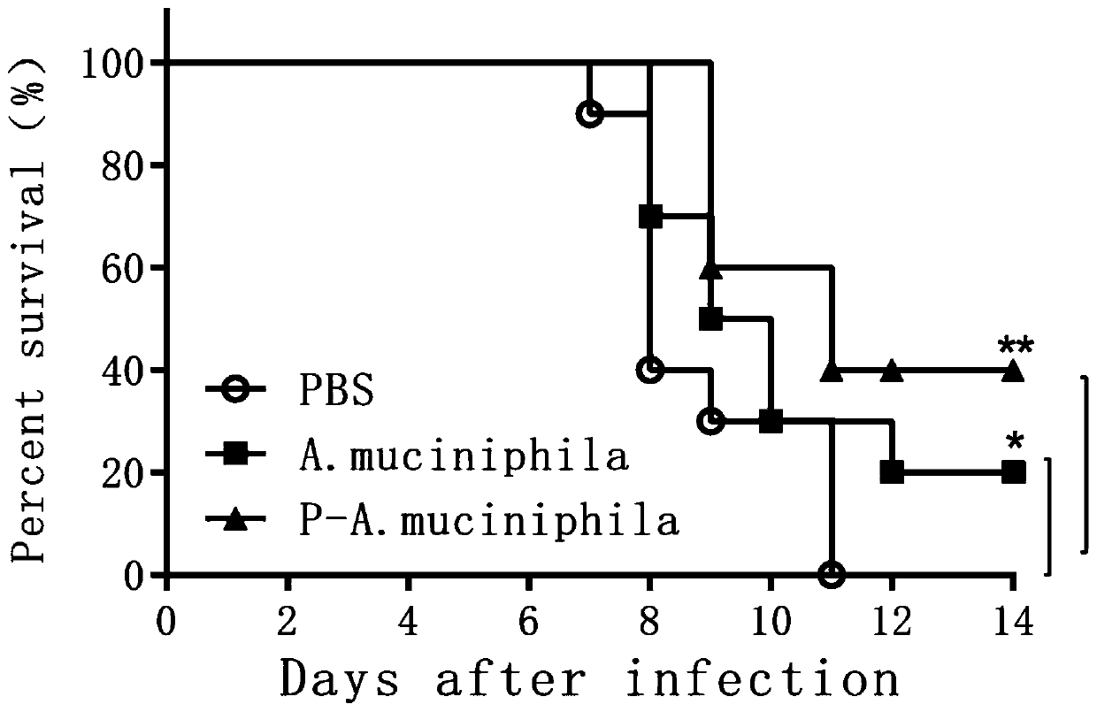 Applications of Akkermansia muciniphila in preparing microecological preparations for treating or preventing avian influenza virus infection