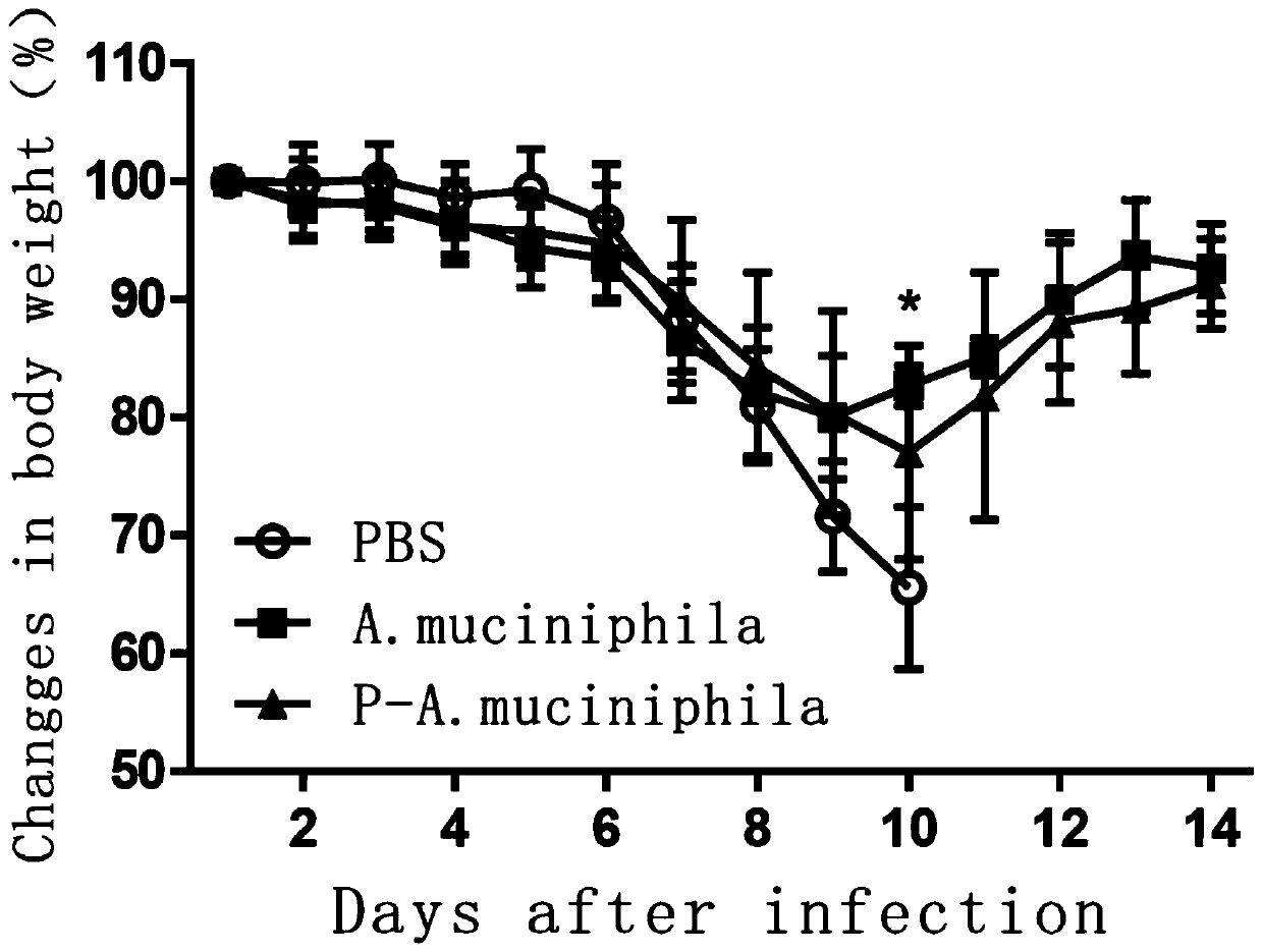 Applications of Akkermansia muciniphila in preparing microecological preparations for treating or preventing avian influenza virus infection