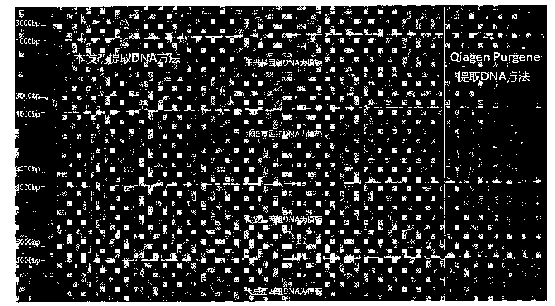 Method for simple and rapid high-throughout extraction of plant genome DNA